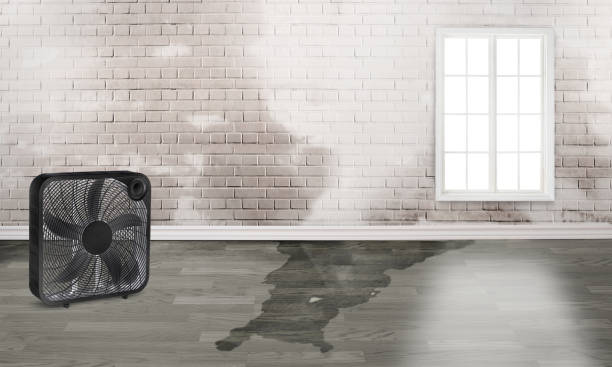 Best Ceiling water damage repair  in Hillsboro, ND